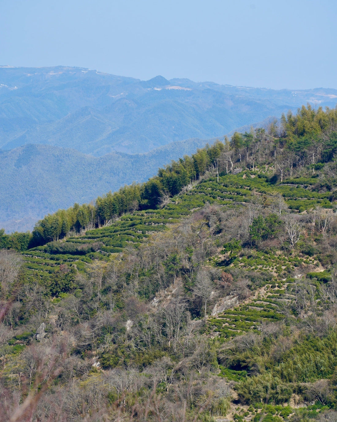 High Mountain Heirloom Longjing tea Garden In Jiangshan Shengzhou 2026