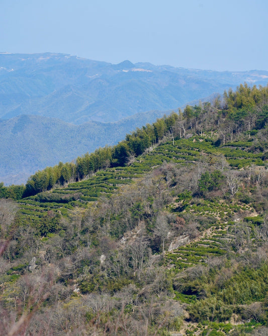 High Mountain Heirloom Longjing tea Garden In Jiangshan Shengzhou 2026