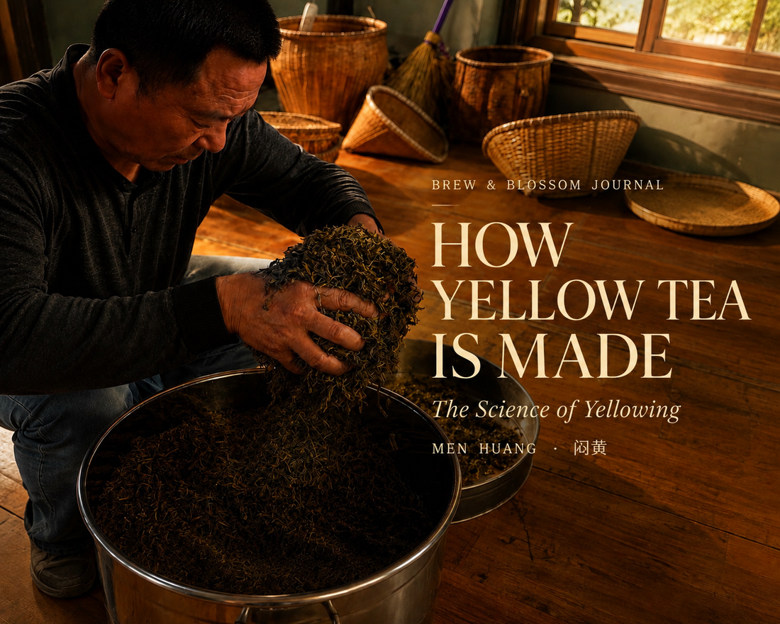 A tea master hand-checking warm yellow tea leaves inside a stainless steel container during the Men Huang process, with text reading "Brew & Blossom Journal: How Yellow Tea Is Made - The Science of Yellowing".