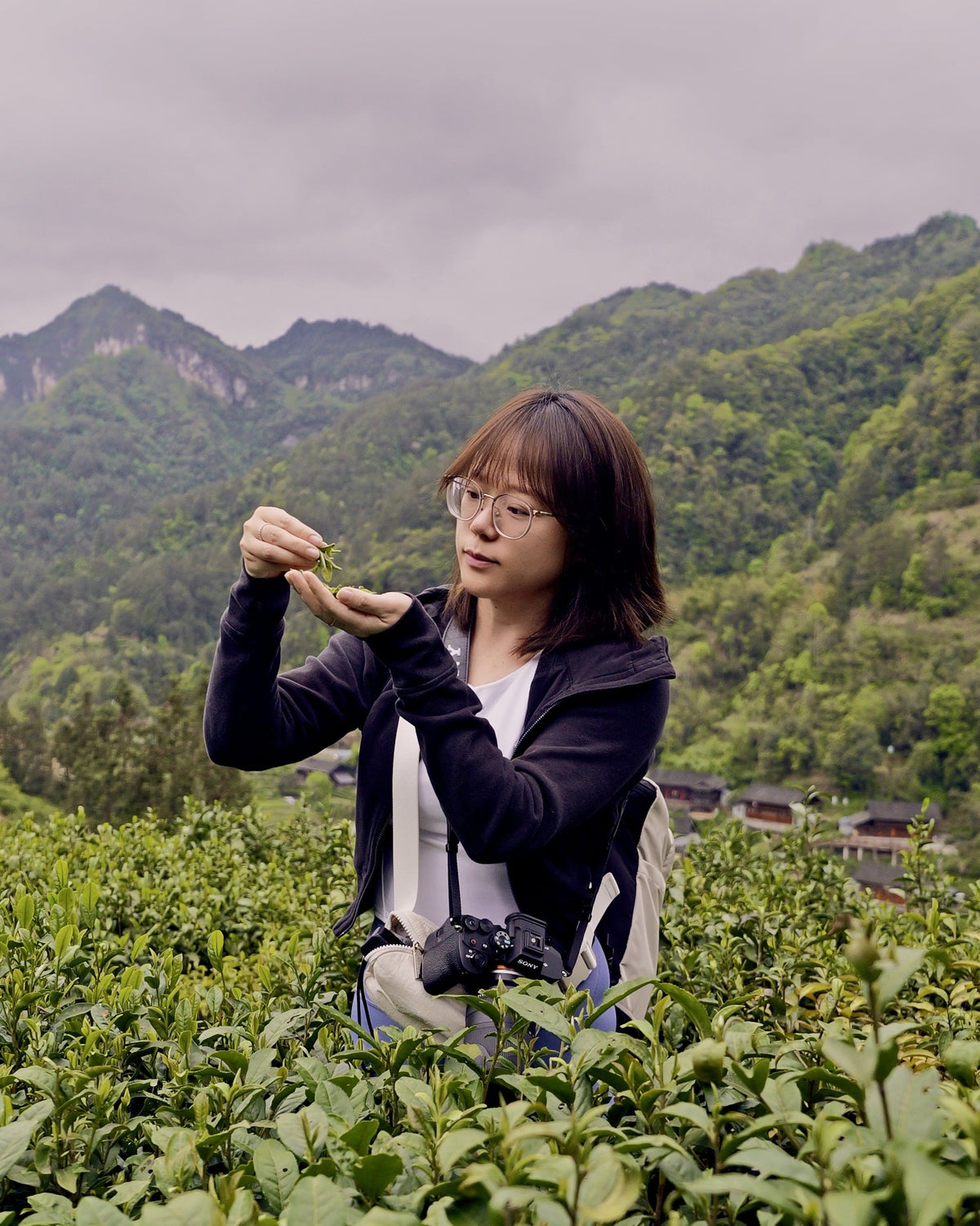 Tea sourcing image