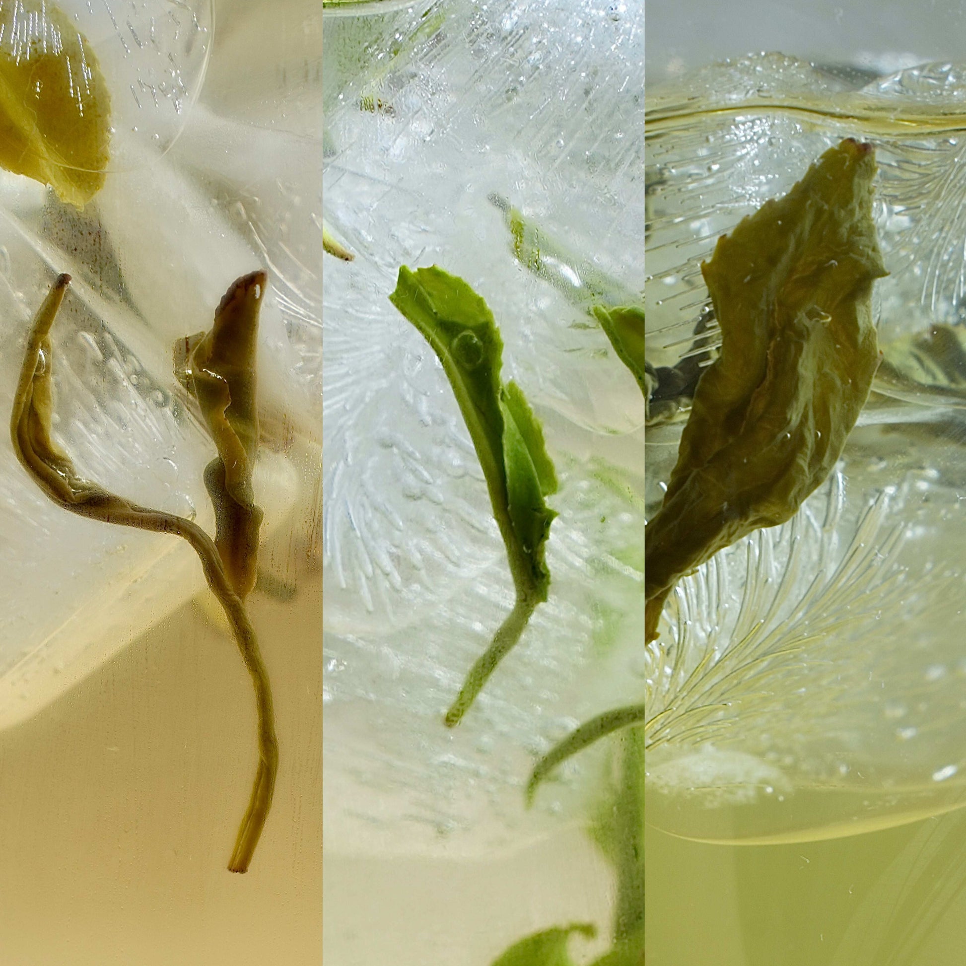 Summer Cold Brew Tea Flight featuring three loose-leaf Chinese teas for refreshing cold brew