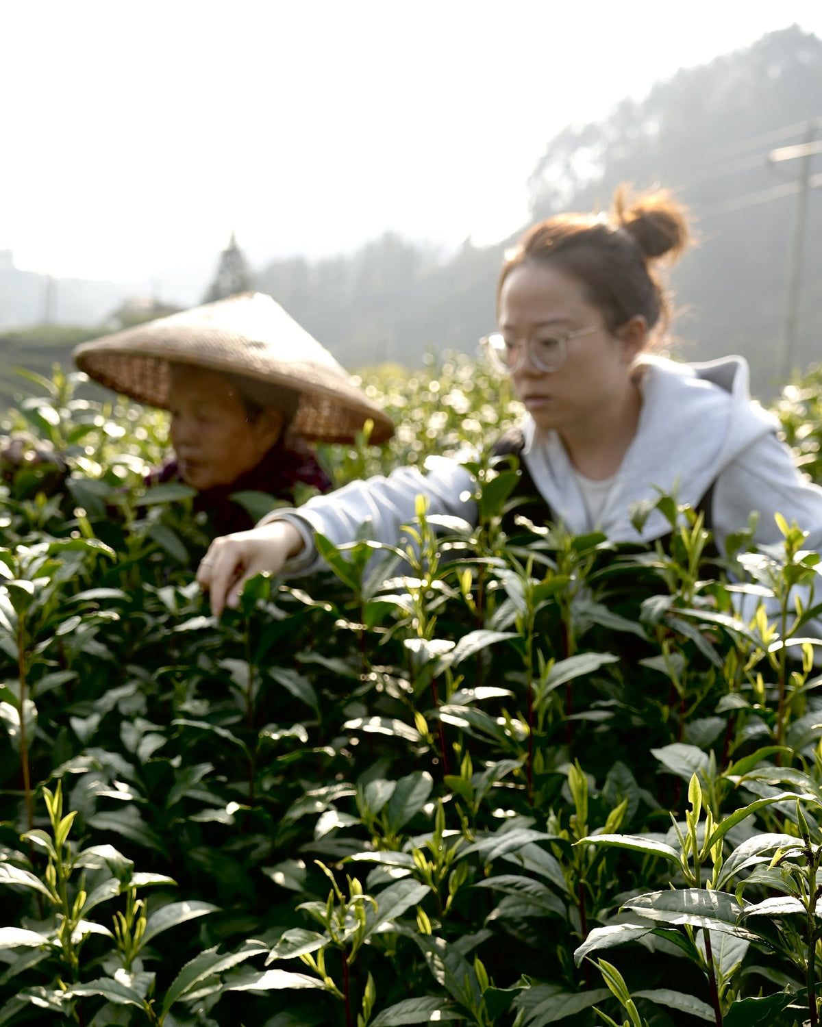Tea sourcing image