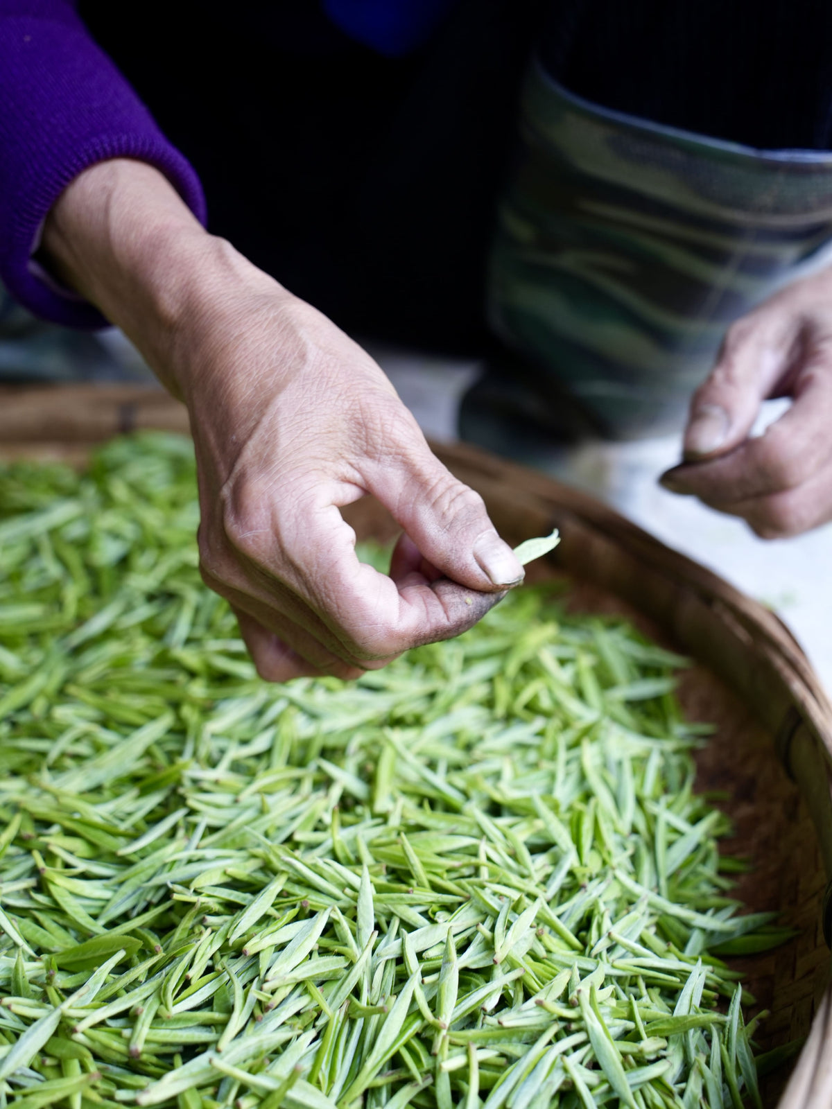 Tea sourcing image