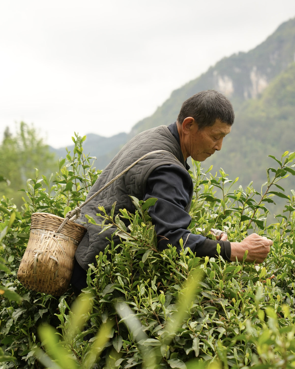 Tea sourcing image