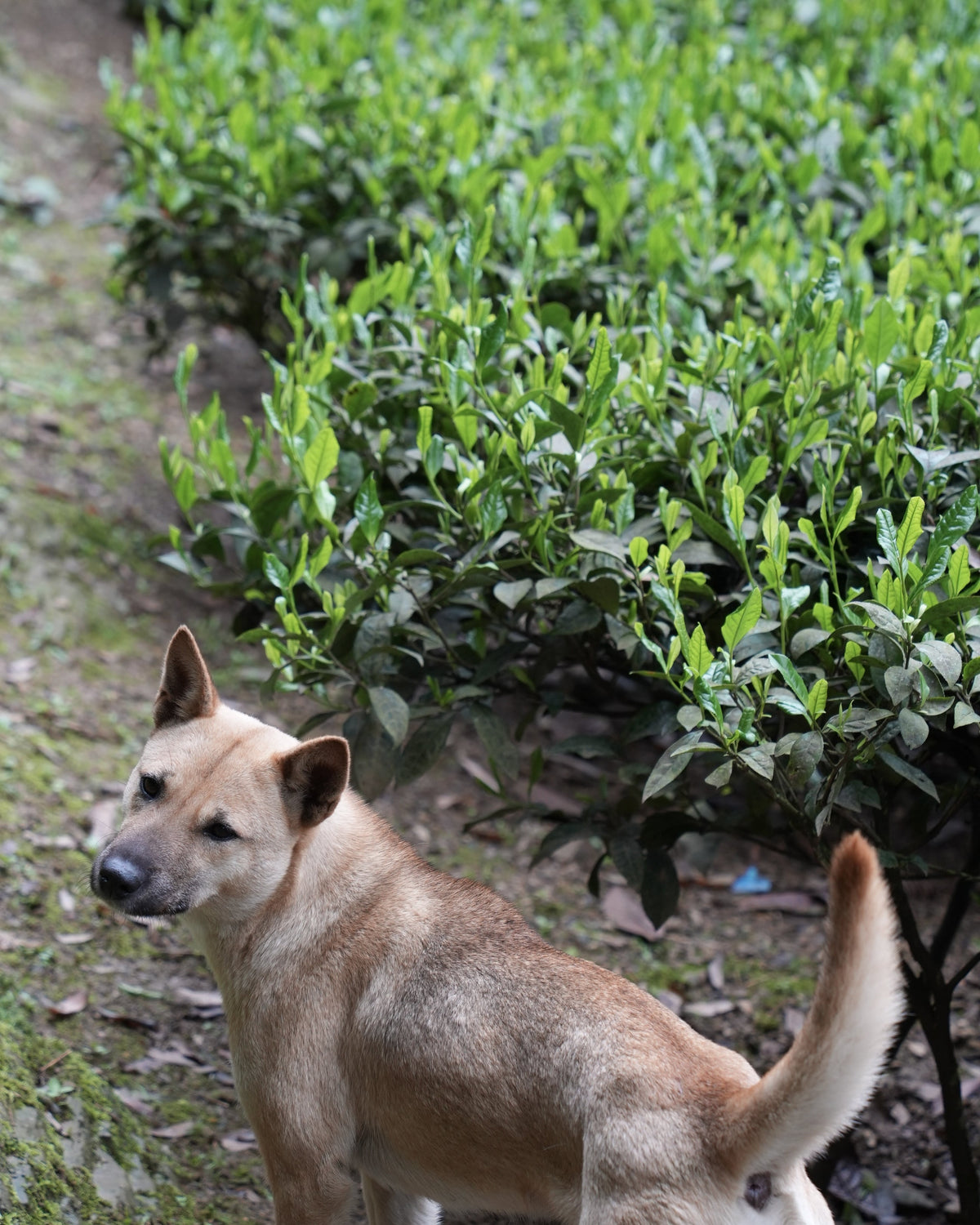 Tea sourcing image