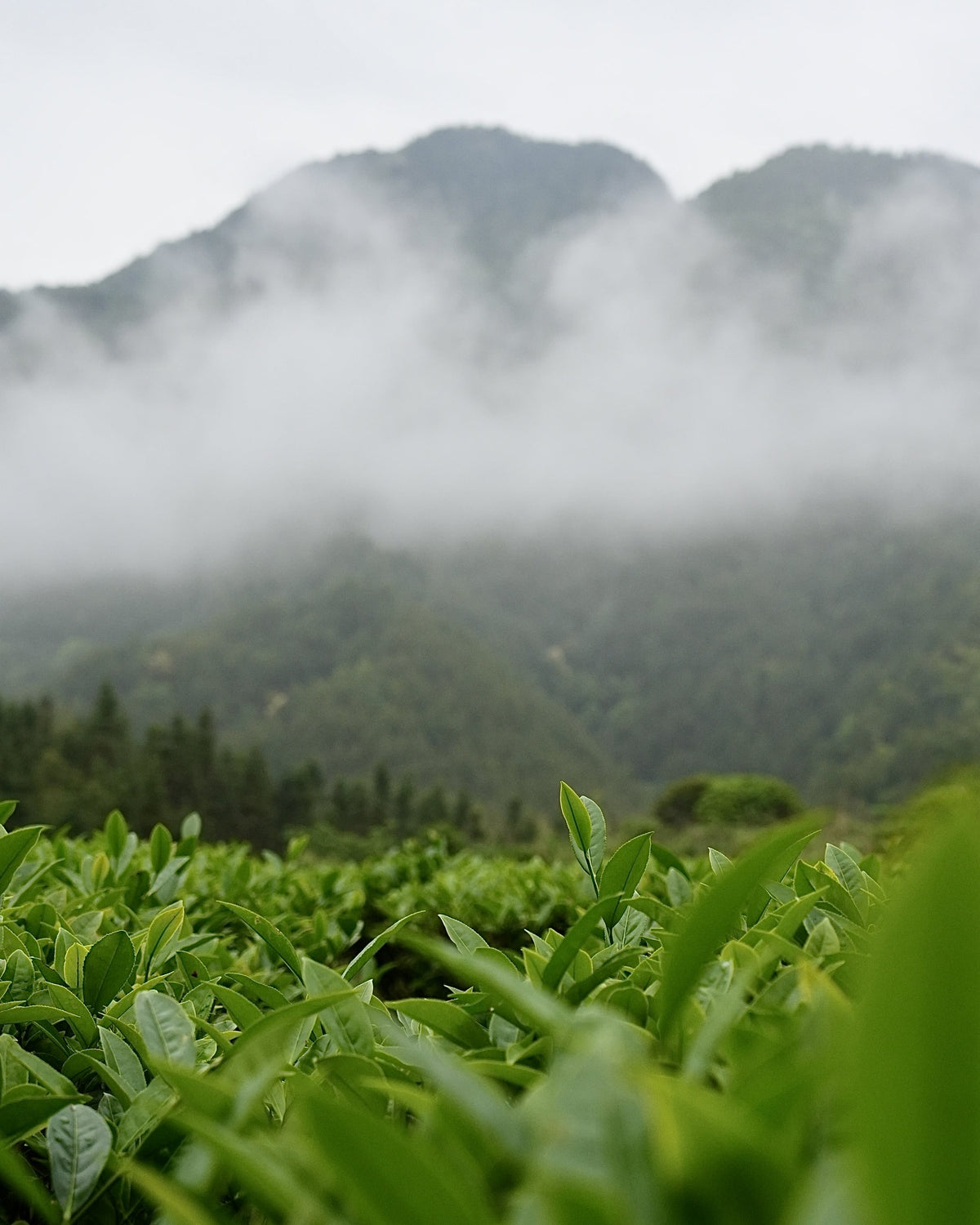 Tea sourcing image