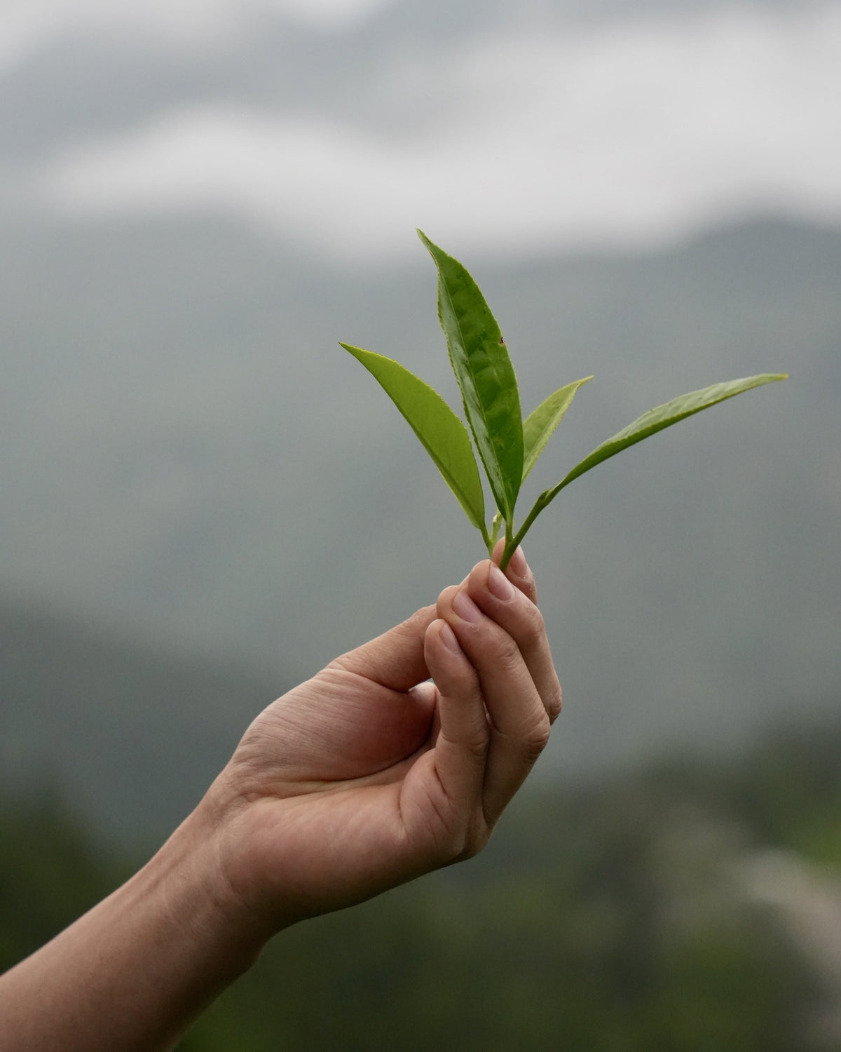 Tea sourcing image