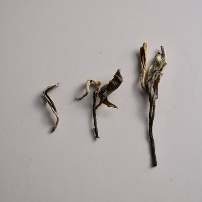 Pine & Cypress Sheng Pu’er