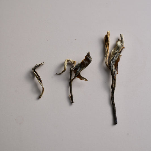 Pine & Cypress Sheng Pu’er