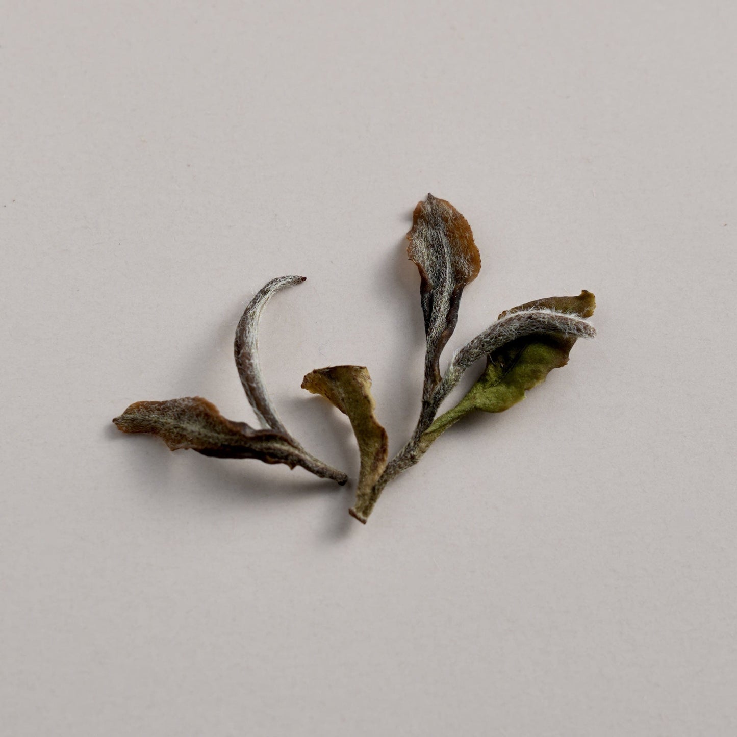 White Peony — Tea from Home