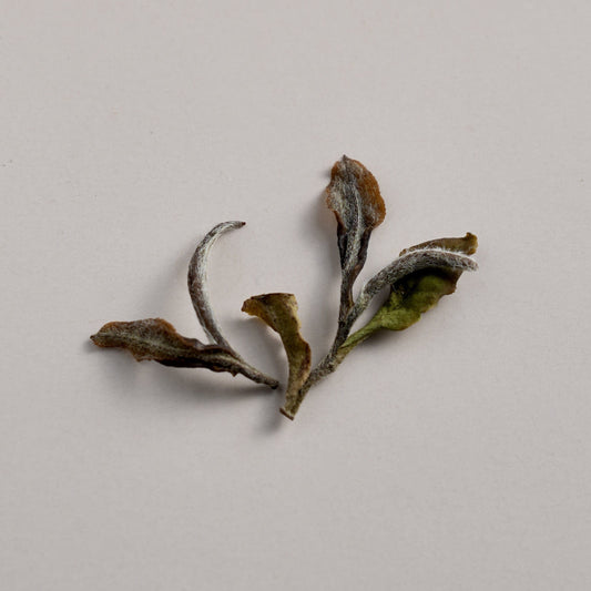White Peony — Tea from Home