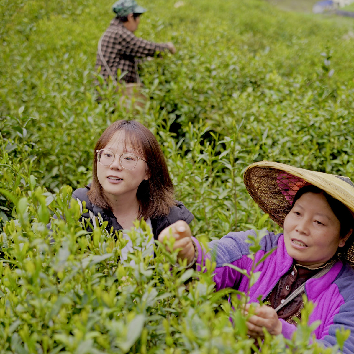 Tea sourcing image