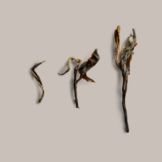 Pine & Cypress Sheng Pu’er